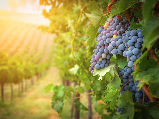 Red grapes in a winerie